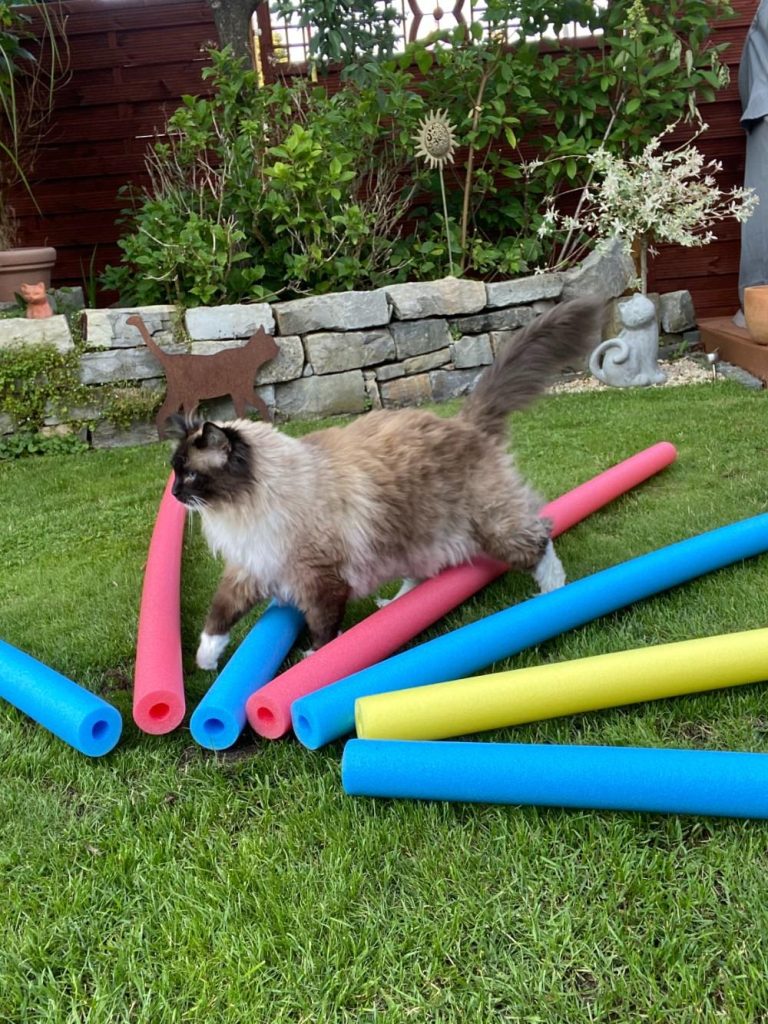Katze mit roten, blauen und gelben Poolnudeln
