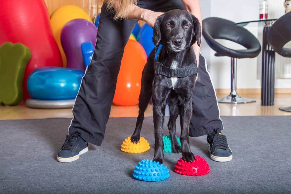 Tierphysiotherapie mit Hand und Herz