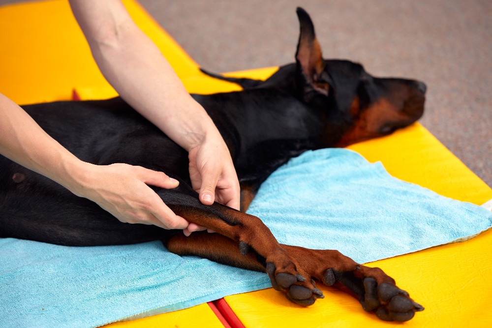 Tierphysiotherapie mit Hand und Herz