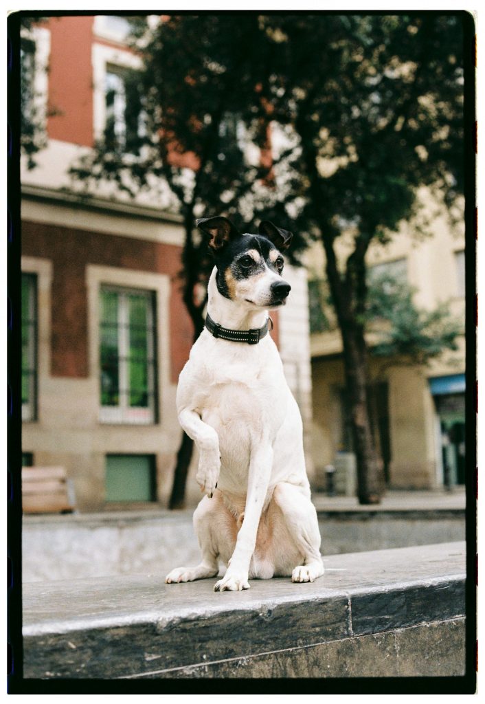 A vigilant dog sits on a stone ledge in a city square with trees and buildings.