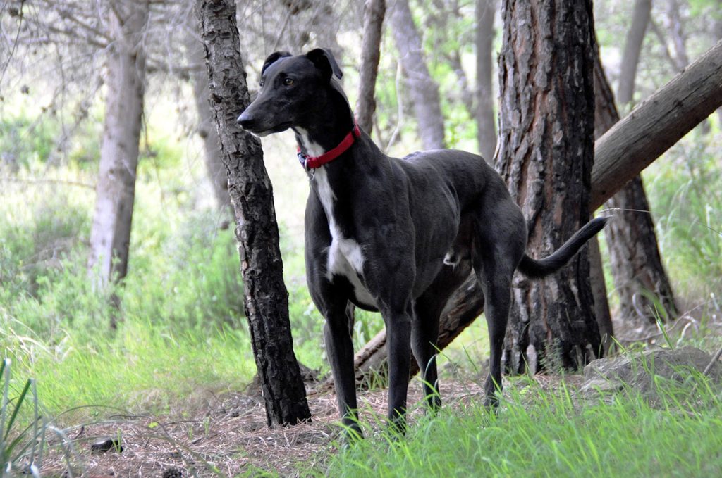 animal, dog, greyhound, mammal, species, fauna, breed, pet, canine, rescue, nature, musculature